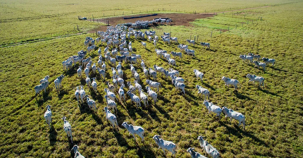 Vista aérea de rebanho conduzido em pasto de criatório parceiro